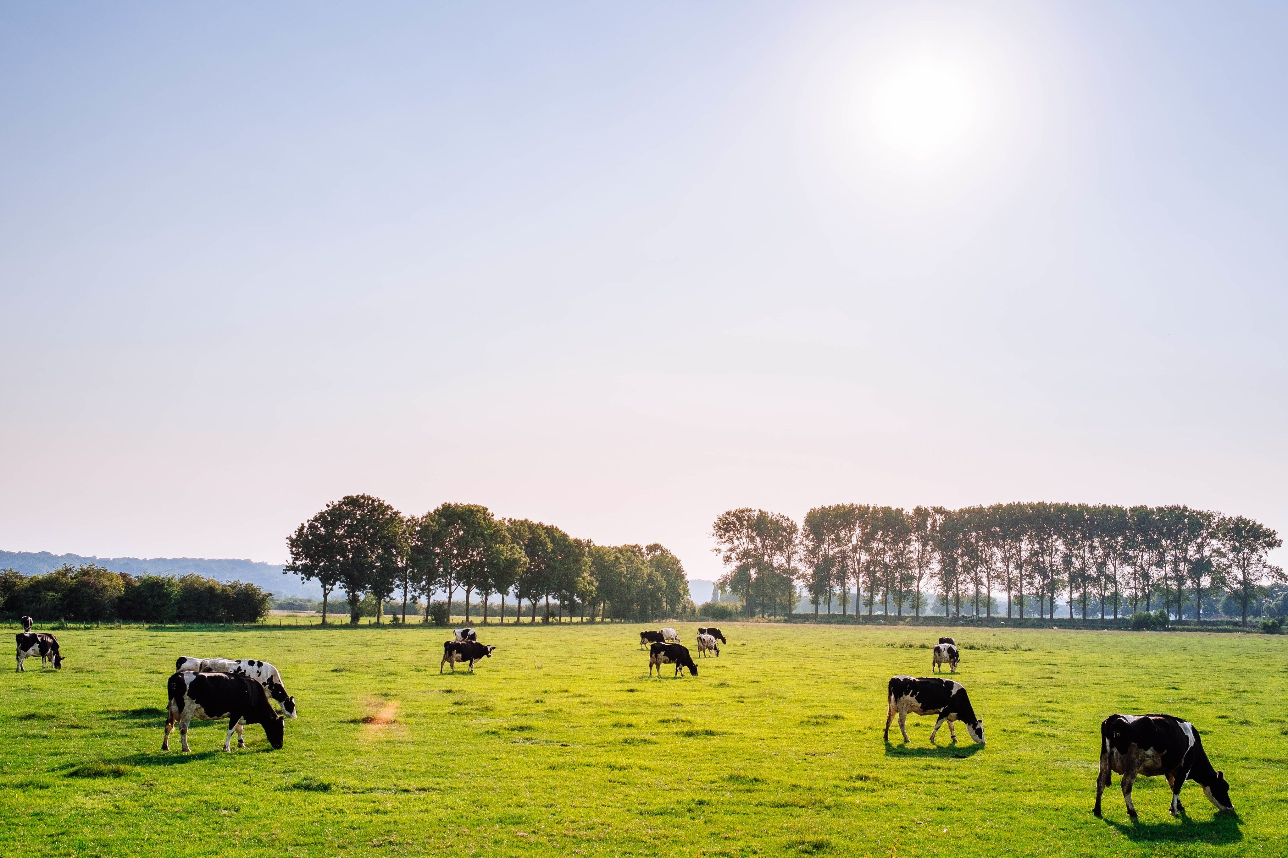 Where to Buy Healthy Butter – 6 Reasons to Eat More Grass-Fed Butter!