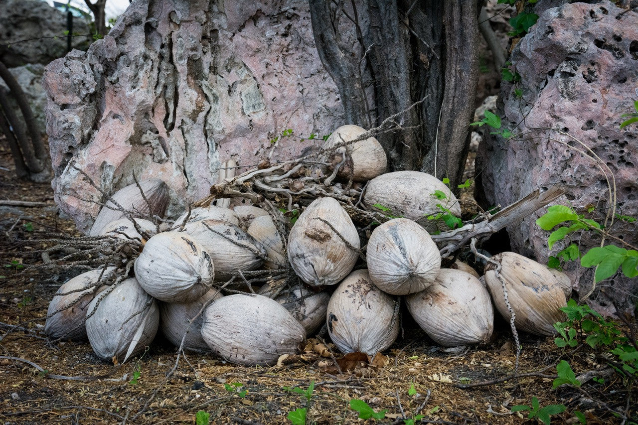 Four Reasons Why Coconut Oil is Healthy!